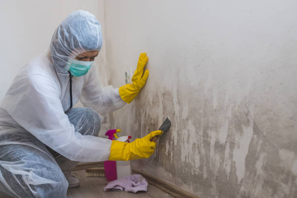 Professional Mold Removal in Oak Hills, CA