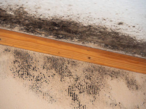 Best Crawl Space Mold Remediation  in Oak Hills, CA