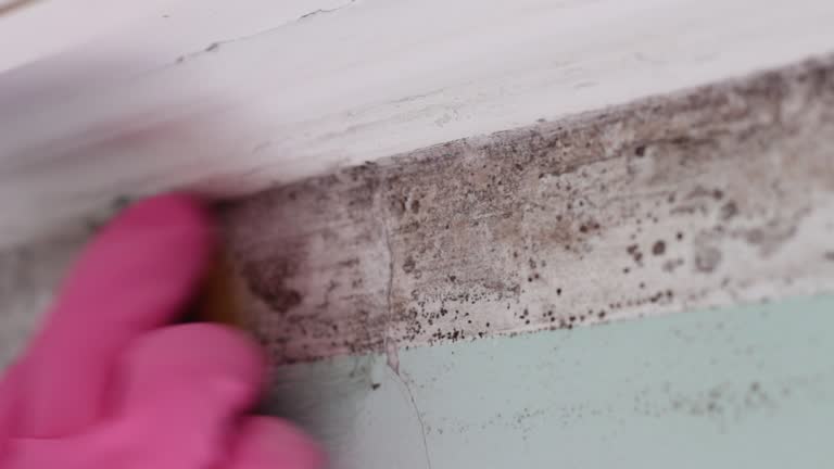Best Mold Remediation for Healthcare Facilities  in Oak Hills, CA
